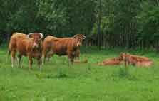 Koeien in Hollandse Hout, 28-5-2006