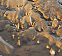 Kokertjes in het zand, Schier 18-9-2004