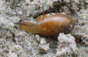 Een jonge slak, Almere 5-7-2003