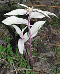 Brede wespenorchis zonder bladgroen, Almere juli 2009