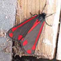 Sint Jacobs vlinder