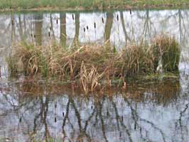 Een retentievijver, bij de Koekoek, Markelo 9-11-2008