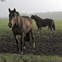 Paarden in de Dorps Esch, Markelo 6-12-2008