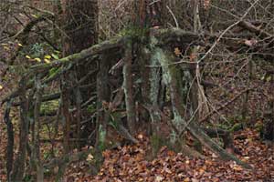 Wortels van boom nabij de Piew, Markelo 14-11-2009