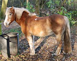 Paard in de wei, Markelo 14-11-2009