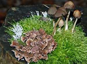 Boomstronk met mos en diverse paddenstoelen, De Kattenberg 14-11-2009