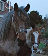 Paarden, Markelo 14-11-2009