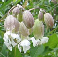 Silene, Ubachsberg, 28-5-2008