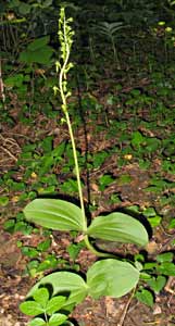 Grote keverorchis, Ubachsberg, 28-5-2008