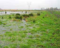 Water op het grasland nabij het Naardermeer, 28-1-2004