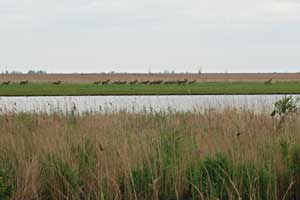 De Oostvaardersplassen gezien vanaf het fietspad, 16-5-2009