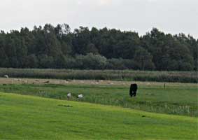 Mooi uitzicht met in de verte ooievaars, vlakbij Nederland, 4-9-2009