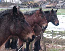 Paarden op een rij nabij de Tongelreep, 27-12-2009
