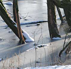 Bomen in het ijs, Lelystad 1-1-2010