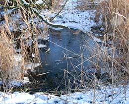 Besneeuwde struiken en bevroren water, Lelystad 1-1-2010