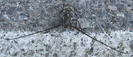 Onbekende cicade, Fontaine de Vaucluse 30-7-2010