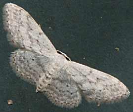 Onbekende vlinder, Almere 27-5-2007