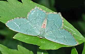 Kleine zomervlinder (hemistola, spanner), Almere 21-6-2003