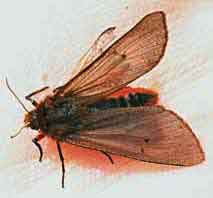 Onbekend insect of vlinder, Almere 5-5-2004