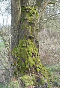 Een boom bedekt met mos, Lauwersmeer 13-4-2010