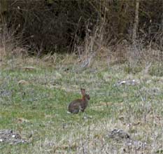 Een konijntje op het veld, Lauwersmeer 13-4-2010