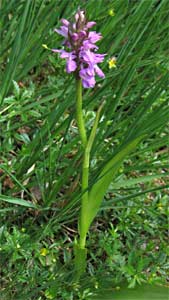 Rietorchis, Westerzand 11-6-2010