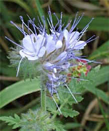 Phacelia, Eindhoven 5-6-2010