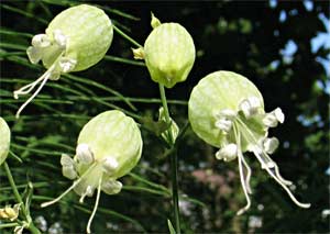 Blaassilene, Eindhoven 5-6-2010