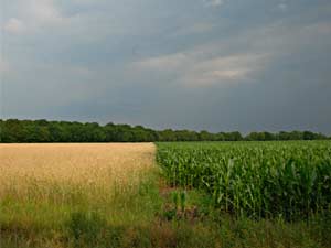 Bijzonder lucht op de grens van een graan en maisakker, Uffelte 13-7-2010