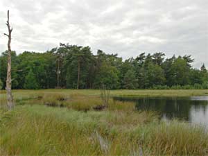 Dwingelerveld 15-7-2010