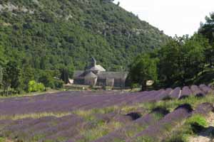 Lavendelveld bij Abbaye Senanque, 25-7-2010