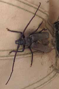 Onbekend insect in de tent, Sault 30-7-2010