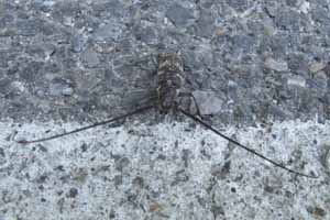 Onbekend insect op de weg, Fontaine de Vaucluse 30-7-2010