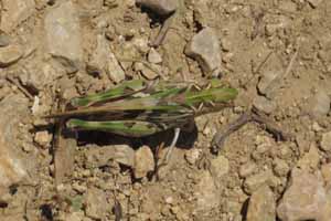 Sprinkhaan of cicade? Nabij Fontaine de Vaucluse 30-7-2010