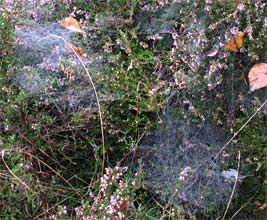 Struikheide met spinnenwebben, De Moraine 1-10-2010
