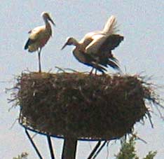 Ooievaars op nest, De Wijk 14-7-2010