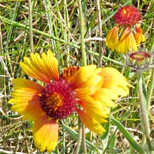 Opvallend gekleurde bloem vlakbij Dishoek, 14-8-2010