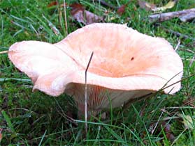 Onbekende paddestoel, Almere 28-9-2010