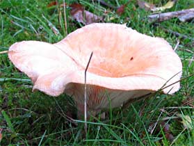 Onbekende paddestoel, Almere 28-9-2010