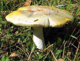 Gele Russula, Almere 13-9-2003