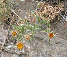 Distel, 22-8-2008