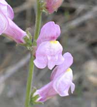 Kleine vlasleeuwebek, 22-8-2008