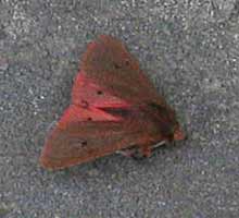 Onbekende vlinder, 22-8-2008