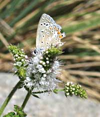 Onbekende vlinder, 23-8-2008