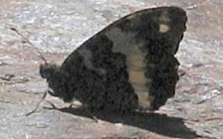 Onbekende vlinder, 23-8-2008