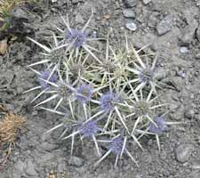 Kruisdistel, 26-8-2008