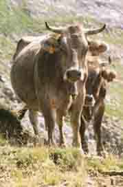 9e dag: Tja, ook koeien op de helling van de Visaurin