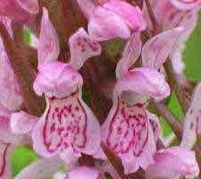 Orchideeën in Almere; Bekijk meer foto's ...